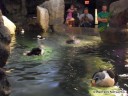 Splashing Penguin