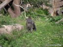 Ape at St. Louis Zoo