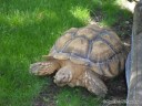 Large Tortoise at Grant's Farm