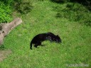 Black Panther at St. Louis Zoo