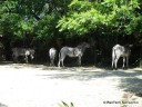 Zebras at St. Louis Zoo