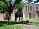 Camel at St. Louis Zoo