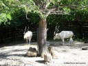 St. Louis Zoo Animals