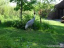 St. Louis Zoo Animals