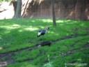 Waterfowl at St. Louis Zoo