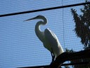 Bird at St. Louis Zoo