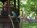 Flying Friends at Grant's Farm