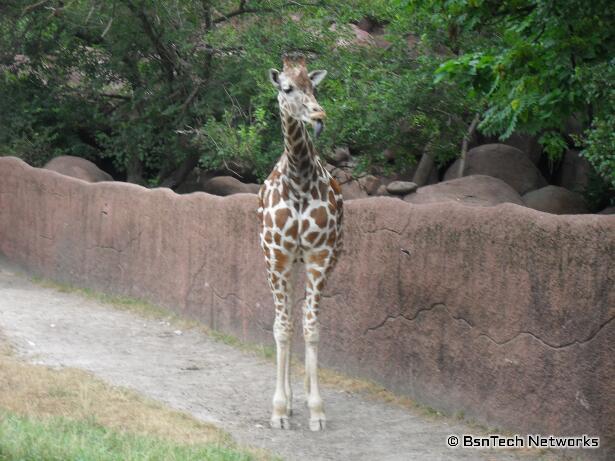 Giraffe at St. Louis Zoo