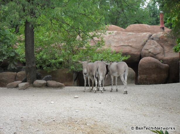 Donkeys at St. Louis Zoo