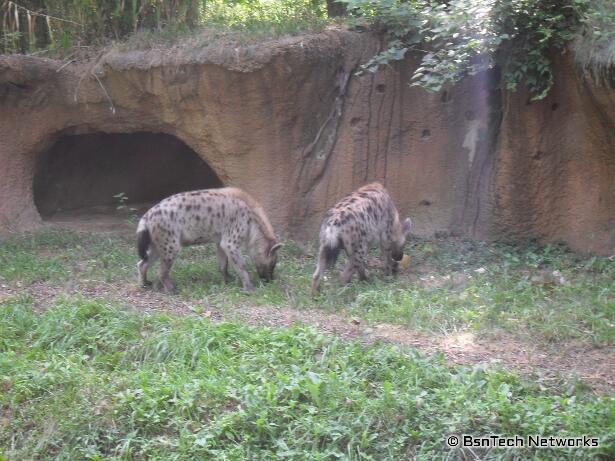 Spotted Hyenas at St. Louis Zoo
