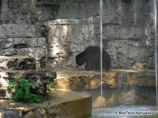 Black Bear at St. Louis Zoo