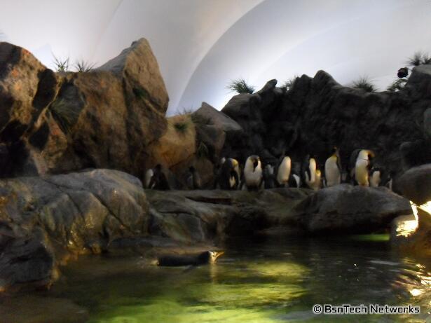 Penguins at St. Louis Zoo