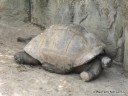 Big Turtle