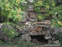 Lion at St. Louis Zoo