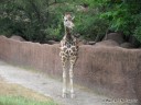 Giraffe at St. Louis Zoo