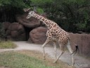 Giraffe at St. Louis Zoo