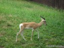 Gazelles at St. Louis Zoo