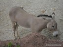 Donkeys at St. Louis Zoo