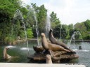 Fountains & Sea Lion Statue