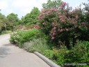 Foliage at St. Louis Zoo