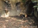 Bushdog at St. Louis Zoo