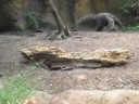 Giant Anteater at St. Louis Zoo