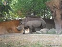 Black Rhino at St. Louis Zoo