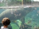 Hippo at St. Louis Zoo