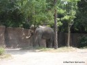 Asian Elephant at St. Louis Zoo