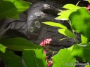 Butterfly Dome at St. Louis Zoo