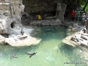 Penguins at St. Louis Zoo