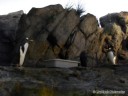 Penguins at St. Louis Zoo