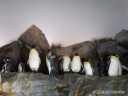 Penguins at St. Louis Zoo