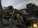 Penguins at St. Louis Zoo