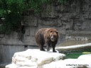 Grizzly Bear at St. Louis Zoo