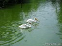 Birds at St. Louis Zoo