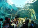 Underwater Seals