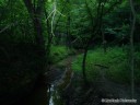 Stream Through The Forest