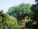 Centerpiece Tree at Animal Kingdom