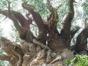 Centerpiece Tree at Animal Kingdom