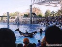 Shamu Show