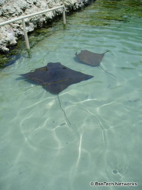 Sting Rays at Discovery Cove