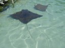 Sting Rays at Discovery Cove