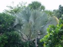 Another Palm Tree