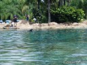 Dolphin at Discovery Cove