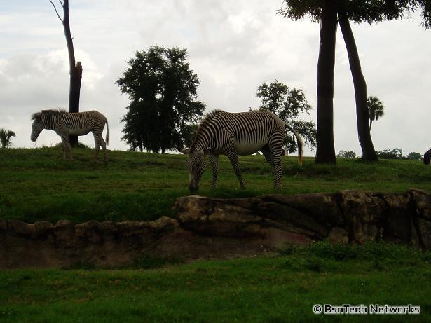 Zebras at Busch Gardens
