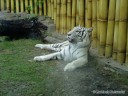 White Tiger