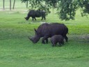 Rhinos on Serengetti Express