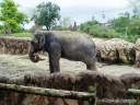 Poor Elephant!