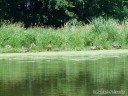 Geese along the Lake